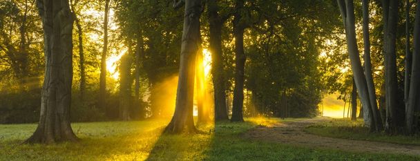schöner nebliger und sonniger Morgen im Park - Foto, Bild