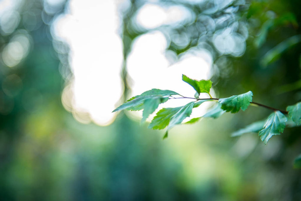 Pehmeä näkymä syksyn kuva, lehdet luonnonvaraisen puun lehtiä kiiltävä bokeh taustalla
 - Valokuva, kuva
