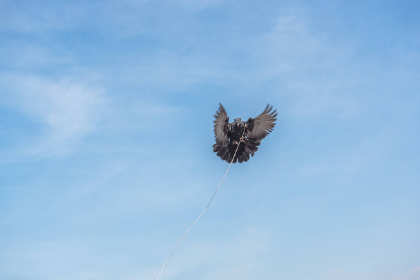 один голубь, летящий над голубым чистым фоном с привязанной к ноге веревкой.
.  - Фото, изображение