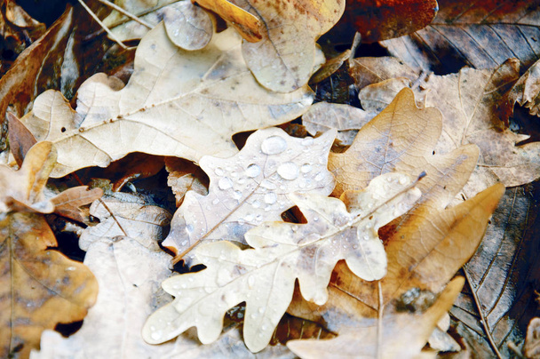 a lot of fallen leaves in the forest - Foto, Bild