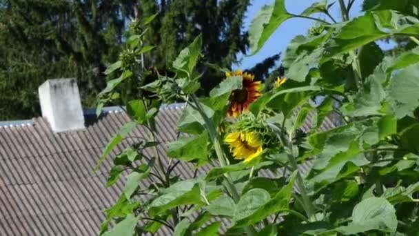 Słonecznik rosną dachu domu - Materiał filmowy, wideo