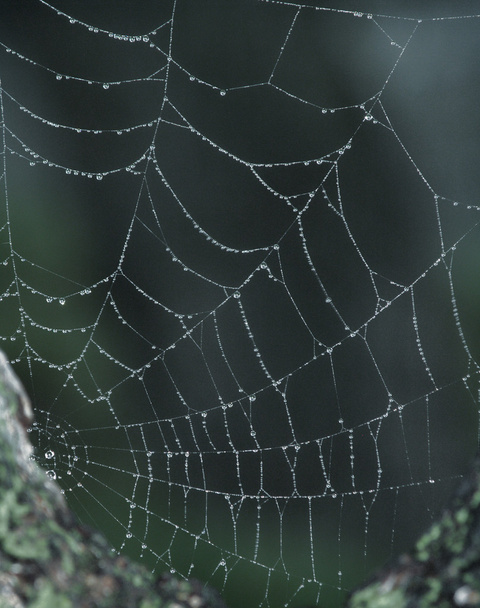 Hämähäkinverkko - Valokuva, kuva