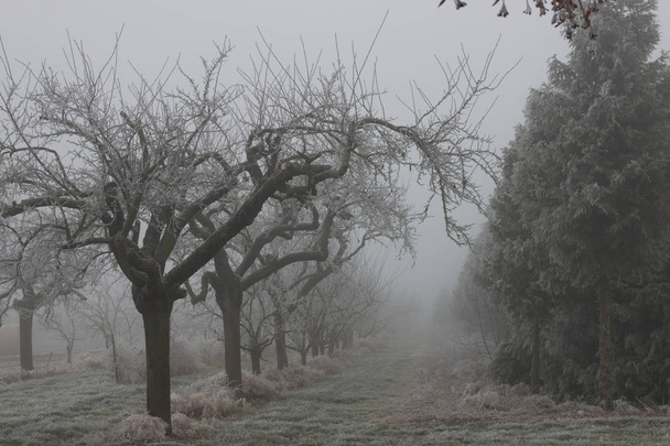 Árboles místicos en invierno
 - Foto, imagen