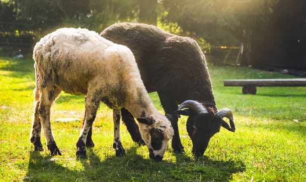 Two Sheeps Grazing - Photo, Image