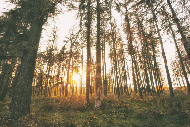 beautiful autumnal forest  - Fotografie, Obrázek