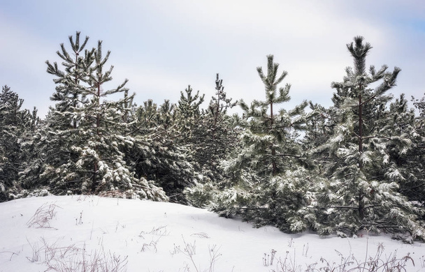 majestätische Weißtannen, mit Raureif und Schnee bedeckt - Foto, Bild