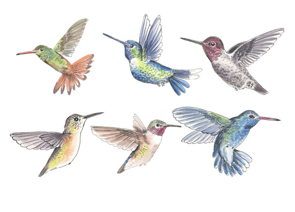 Set of 6 hummingbirds - Fotó, kép