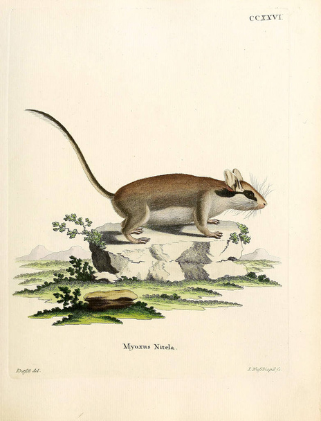 ドーマウス。Abbilundgen nach der Natur, mit Beschreibungenの中で死ぬ。1778年 - 写真・画像