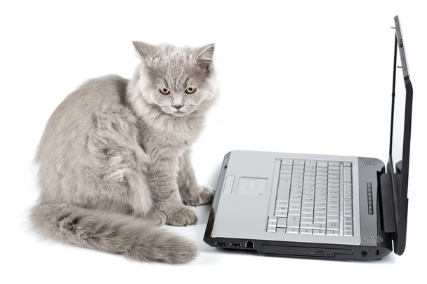 Kitten in front of laptop isolated - Photo, Image
