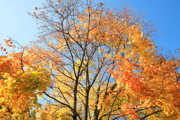 Yellow leafs on tree - Photo, Image