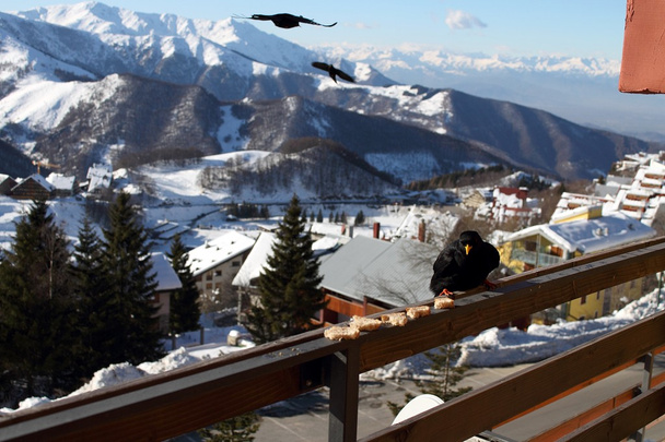 κοράκια που τρώει κάποια ψωμί σε ορεινό τοπίο - Φωτογραφία, εικόνα
