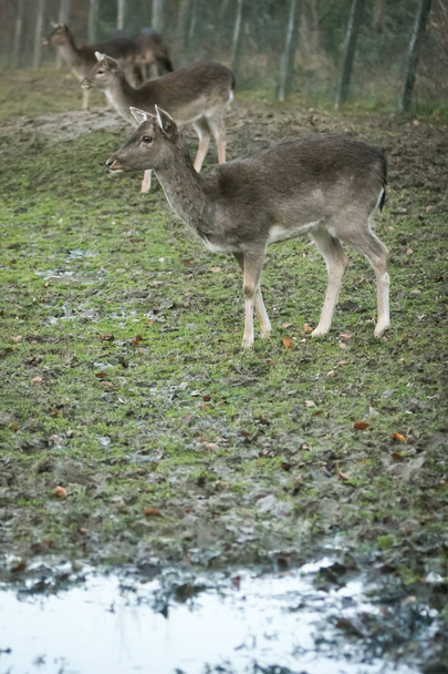 Roe jelenie w niewoli - Zdjęcie, obraz