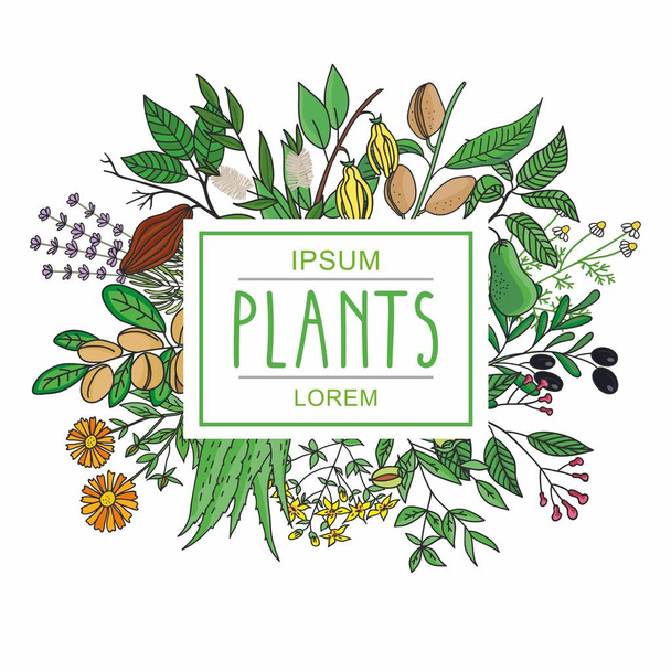  illusztráció egy növény - aloe vera, orbáncfű, levendula, jojoba, mandula, olajbogyó, kamilla, körömvirág, teafa, argan, kakaó, avokádó, Ylang-Ylang, szegfűszeg. növények gyűjteménye.  - Vektor, kép