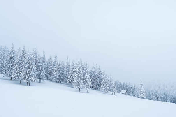 Luminen talvi vuoristometsässä
 - Valokuva, kuva