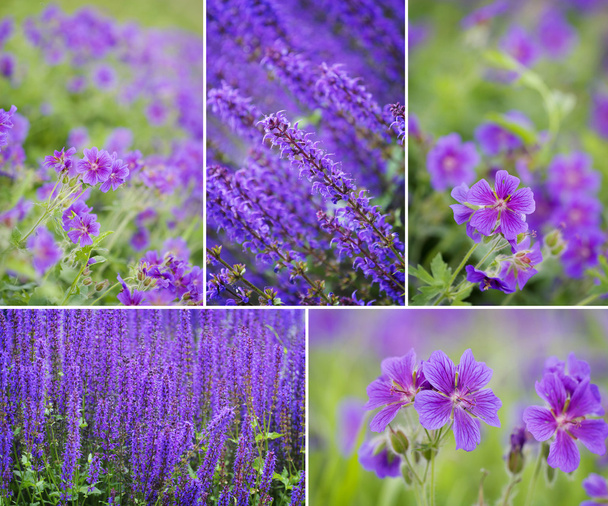 Sammlung von Frühlingsblumen - Foto, Bild
