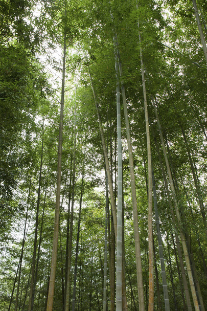beautiful landscape of green forest in taiwan - Фото, зображення
