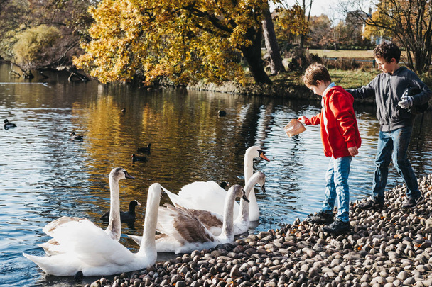 LONDON, UK - NOVEMBER 19, 2017: Two young boys feeding swans and ducks in a park. In United Kingdom it an offence to intentionally injure, take or kill a wild swan.  - Photo, image