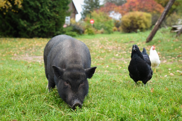 Czarna świnia na podwórku - Zdjęcie, obraz