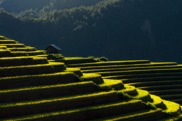casa tradicional con campos de arroz
  - Foto, Imagen