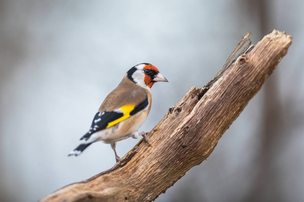 European goldfinch or goldfinch, Carduelis carduelis - Photo, Image