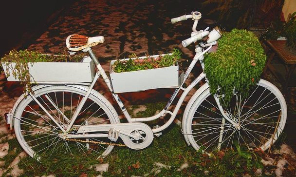 Old white bicycle with out of bloom flowers in winter. Wedding and divorce concept. - 写真・画像