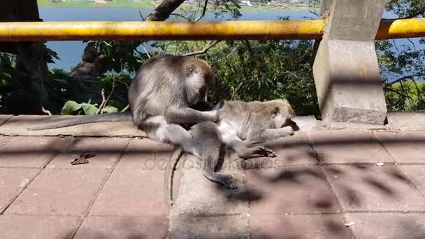 A monkey checking for fleas and ticks. Monkey scratching other monkeys back on concrete fence in park. One monkey helps to get rid of fleas to another, Bali, Indonesia - Materiaali, video