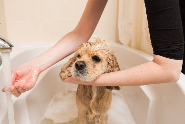 Ιπποκόμου πλένει σκυλί με αφρό και το νερό - Φωτογραφία, εικόνα