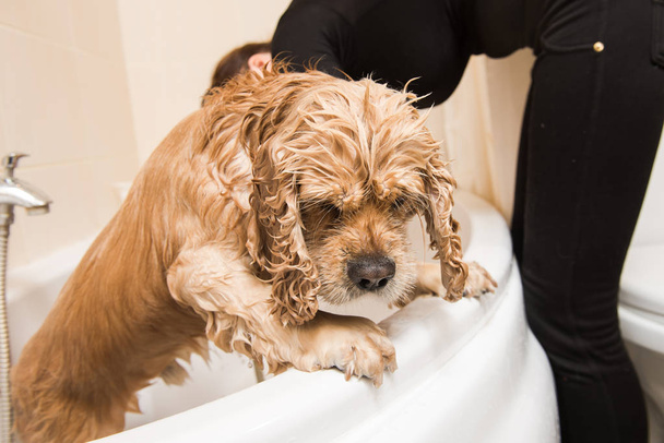 мокрая собака в ванной комнате - Фото, изображение