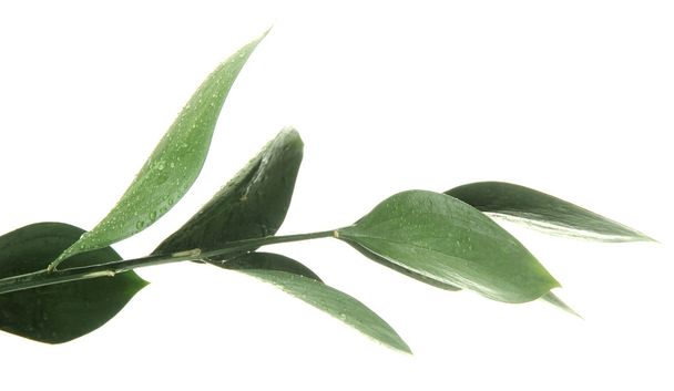 Branch with green leaves, isolated on white - Φωτογραφία, εικόνα