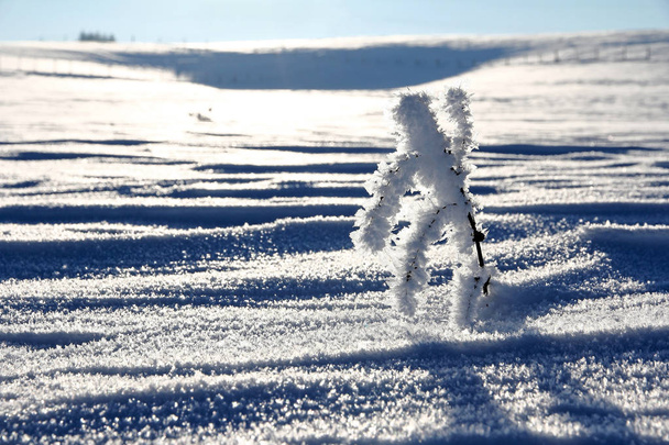 Ένα κλαδί με παγετός με τη μορφή ενός σχήμα το χειμώνα σε ένα χιονισμένο πεδίο - Φωτογραφία, εικόνα