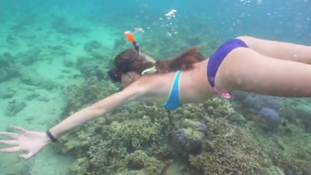 Ragazza snorkeling subacqueo
. - Filmati, video