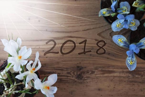 Sunny Crocus And Hyacinth, Text 2018 - Fotografie, Obrázek