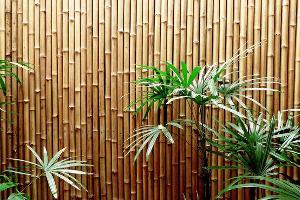 luonnollinen bambu aidan rakenne tausta
 - Valokuva, kuva
