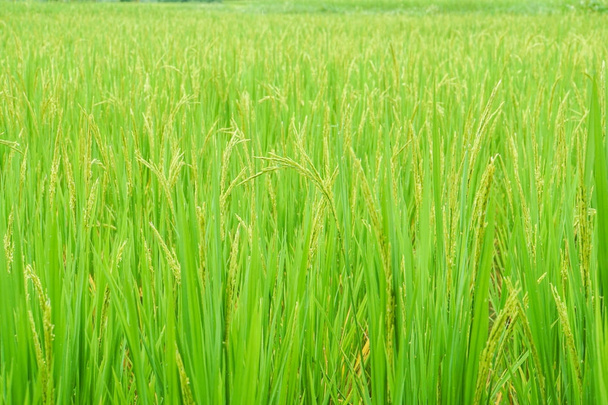 зеленая и золотая рисовая ферма для сбора урожая фермерами
 - Фото, изображение