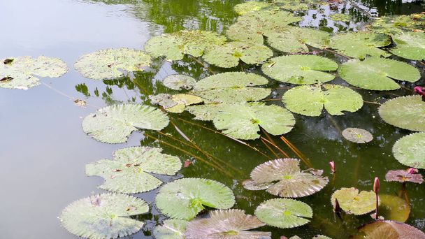 Waterlily in garden pond - Fotó, kép