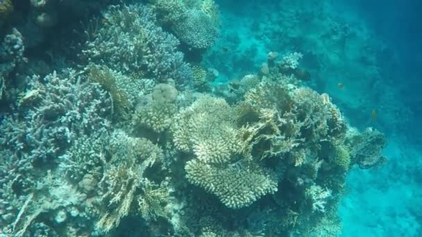 Onderzeese wereld. Koralen op de bodem offishes de rode zee in Egypte - Video