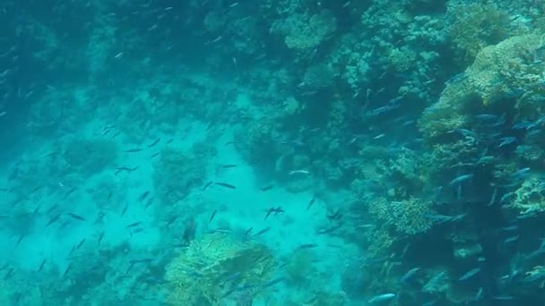 Podmořský svět. Velký počet ryb na spodní části Rudého moře v Egyptě - Záběry, video