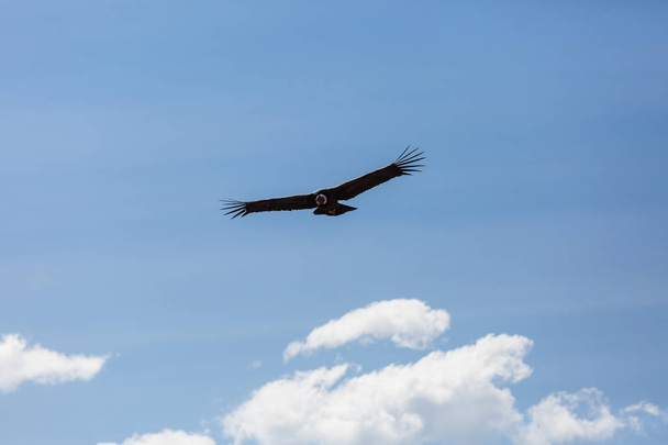 Condor voador no desfiladeiro de Colca, Peru - Foto, Imagem