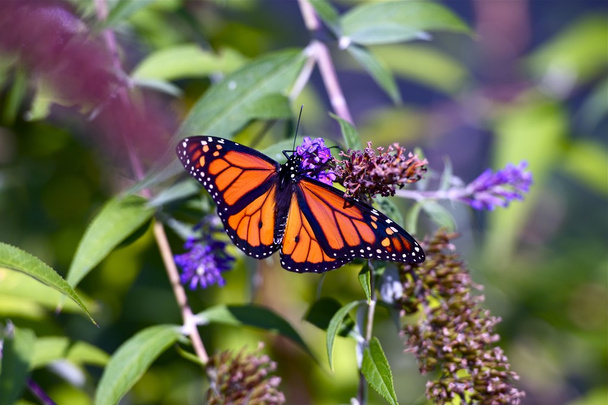 Monarca mariposa primer plano
 - Foto, imagen