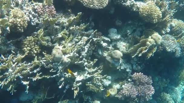 Víz alatti világ. Korallok Egyiptom Vörös-tenger - Felvétel, videó