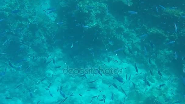 Підводного світу. Велика кількість риби в нижній частині Червоного моря в Єгипті - Кадри, відео