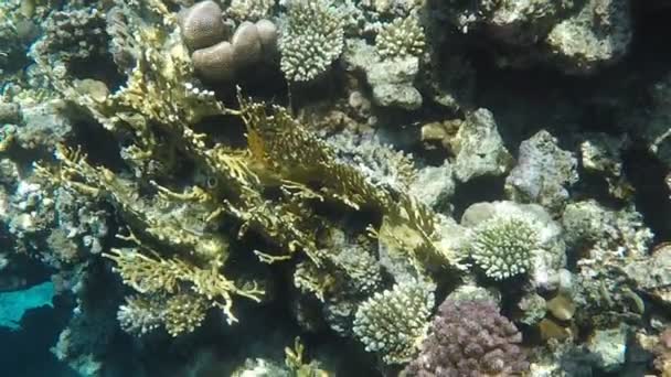 Podmorski świat. Korale z Morza Czerwonego w Egipcie - Materiał filmowy, wideo
