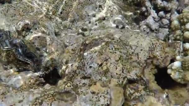 Unterwasserwelt. Korallen des Roten Meeres in Ägypten - Filmmaterial, Video
