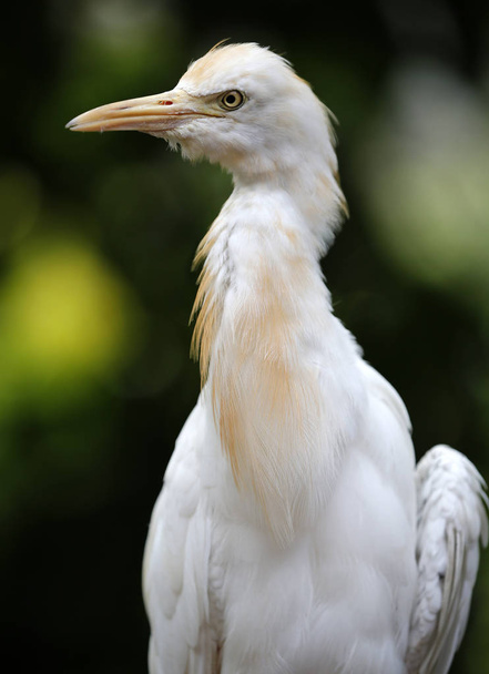 Oiseaux vus dans Kuala Lumpur Bird Park
 - Photo, image