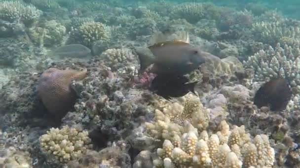 Podmorski świat. Koral ryb na dnie morza czerwonego w Egipcie - Materiał filmowy, wideo