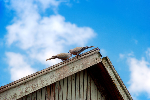 カップル鳩の屋根の上に座る - 写真・画像