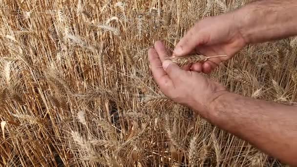 mano masculina inspeccionando espiga de trigo
 - Imágenes, Vídeo