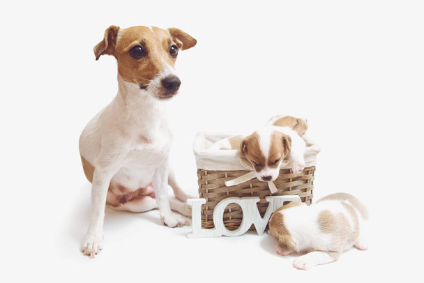 lindos cachorros en una cesta aislada sobre fondo blanco
 - Foto, imagen