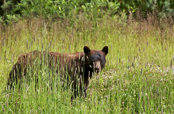 Musta Karhu kesällä
 - Valokuva, kuva