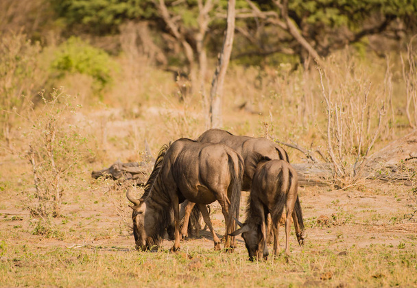 Stripe gnu in the savanna of in Zimbabwe, South Africa  - Fotó, kép